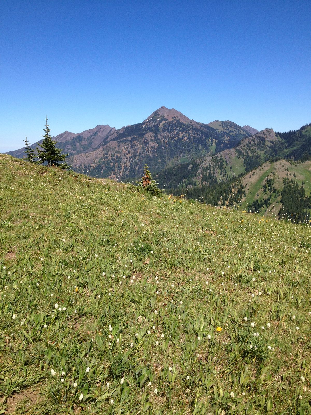 Left the lavender and entered Olympic National Park and took the road to Hurricane Ridge. ...